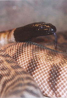 Armadale Reptile & Wildlife Centre - Hotel WA 4