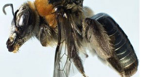 Perth City WA Hotel WA