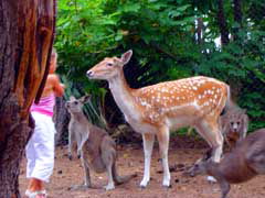 Birdland Animal Park - Hotel WA 4