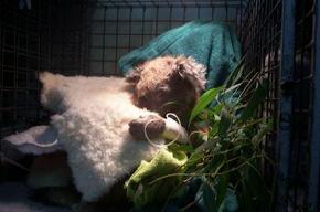 Jirrahlinga Koala & Wildlife Sanctuary - Hotel WA 3