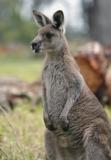 Jirrahlinga Koala & Wildlife Sanctuary - Hotel WA 4