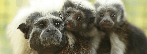 Alma Park Zoo - Hotel WA 3