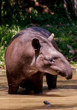 Alma Park Zoo - Hotel WA 4