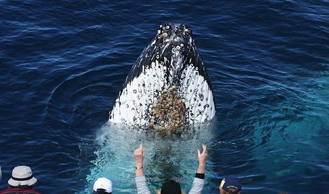Spirit Of Gold Coast Whale Watching - Hotel WA 1