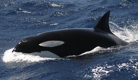 Spirit Of Gold Coast Whale Watching - Hotel WA 2