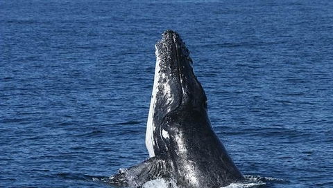 Spirit Of Gold Coast Whale Watching - Hotel WA 3