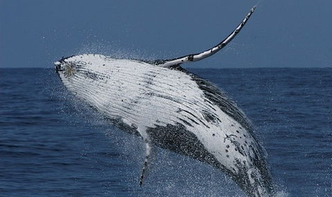 Spirit Of Gold Coast Whale Watching - Hotel WA 4