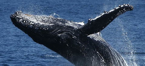 Spirit Of Gold Coast Whale Watching - Hotel WA 5