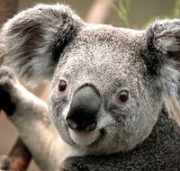 Potoroo Palace - Hotel WA