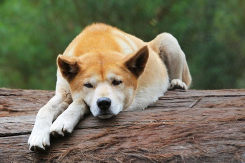 Potoroo Palace - Hotel WA 1