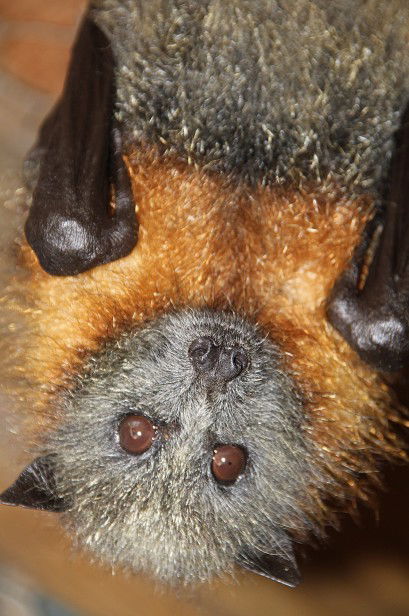 Potoroo Palace - Hotel WA 2