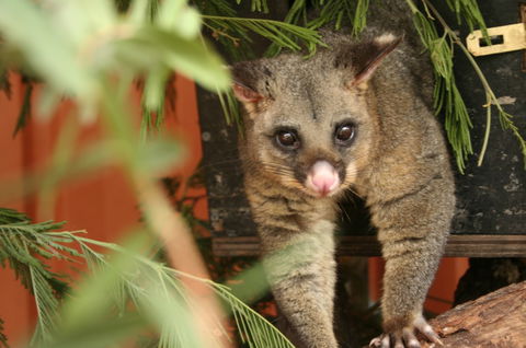 Potoroo Palace - Hotel WA 3