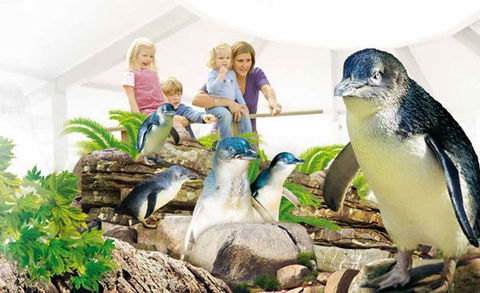 Manly SEA LIFE Sanctuary - Hotel WA 1