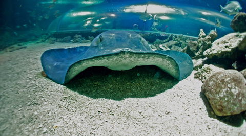 Manly SEA LIFE Sanctuary - Hotel WA 3