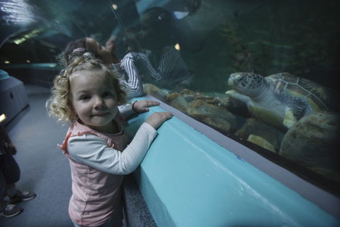 Manly SEA LIFE Sanctuary - Hotel WA 4