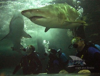 Manly SEA LIFE Sanctuary - Hotel WA 5
