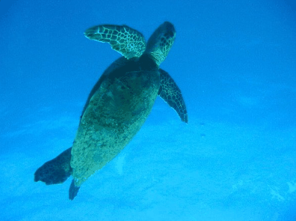 Big Cat Reality - Hotel WA