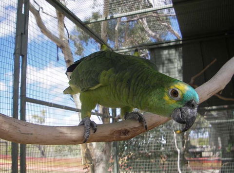 Darling Downs Zoo - Hotel WA 1