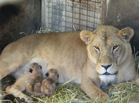 Darling Downs Zoo - Hotel WA 2