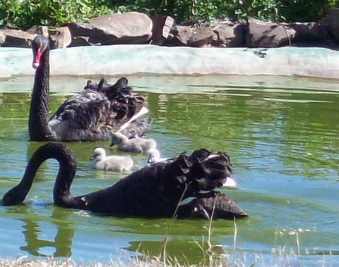 Darling Downs Zoo - Hotel WA 3