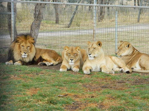 Darling Downs Zoo - Hotel WA 4