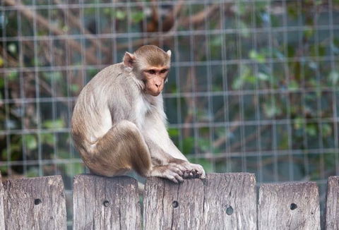 Darling Downs Zoo - Hotel WA 5