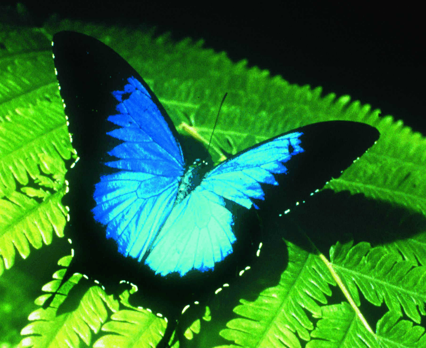 Australian Butterfly Sanctuary - Hotel WA