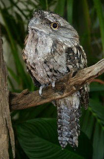 Currumbin Wildlife Sanctuary - Hotel WA 2