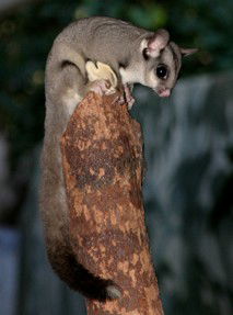 Currumbin Wildlife Sanctuary - Hotel WA 3