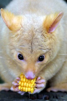 Currumbin Wildlife Sanctuary - Hotel WA 4