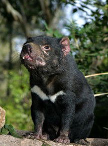 Currumbin Wildlife Sanctuary - Hotel WA 7