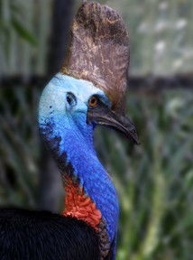 Currumbin Wildlife Sanctuary - Hotel WA 8