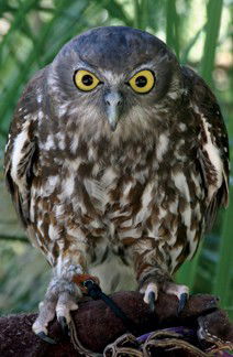 Currumbin Wildlife Sanctuary - Hotel WA 9