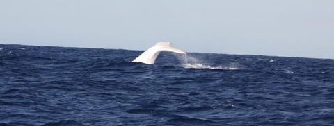 Australian Whale Watching - Hotel WA 0