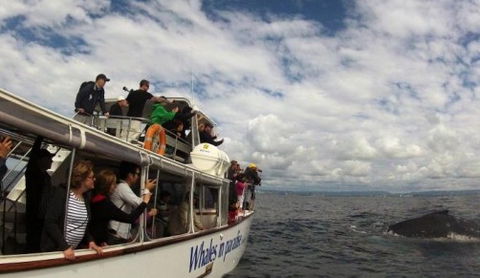Australian Whale Watching - Hotel WA 2