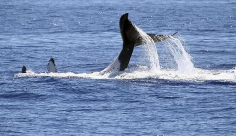 Australian Whale Watching - Hotel WA 3