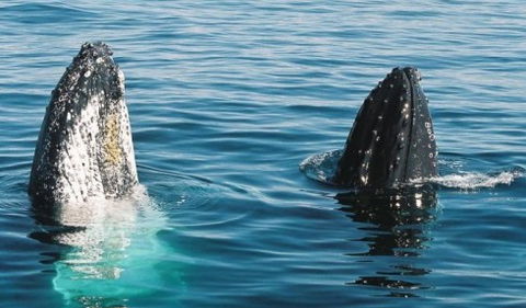 Australian Whale Watching - Hotel WA 4
