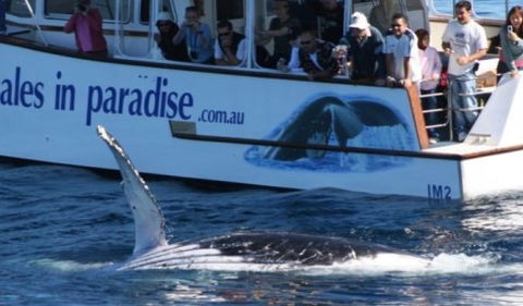 Australian Whale Watching - Hotel WA 5