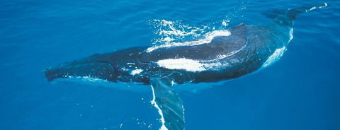 Australian Whale Watching - Hotel WA 6