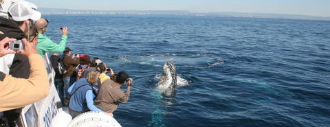 Australian Whale Watching - Hotel WA 7