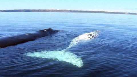 Australian Whale Watching - Hotel WA 9