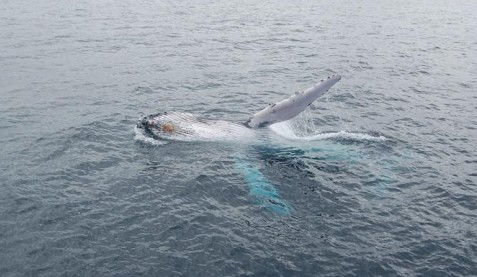 Australian Whale Watching - Hotel WA 10