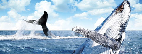 Australian Whale Watching - Hotel WA 11