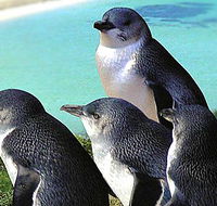 Rockingham Wild Encounters - Hotel WA