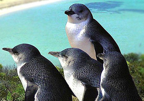 Rockingham Wild Encounters - Hotel WA 0