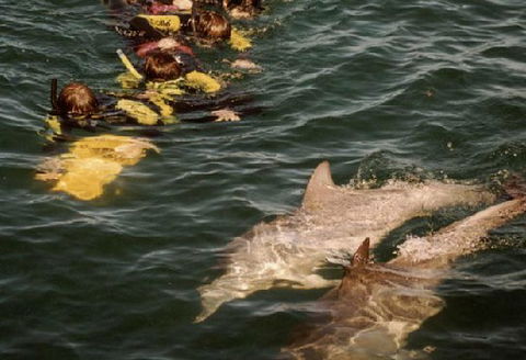 Rockingham Wild Encounters - Hotel WA 2