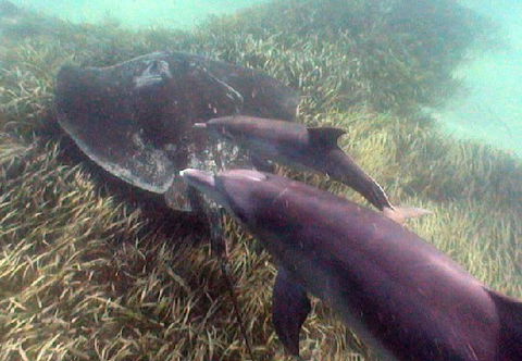 Rockingham Wild Encounters - Hotel WA 3