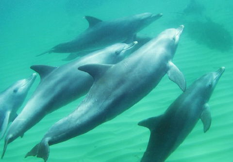 Rockingham Wild Encounters - Hotel WA 4