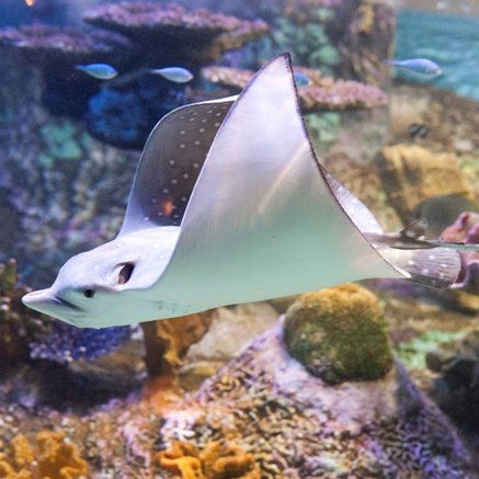 Melbourne Aquarium - Hotel WA 4