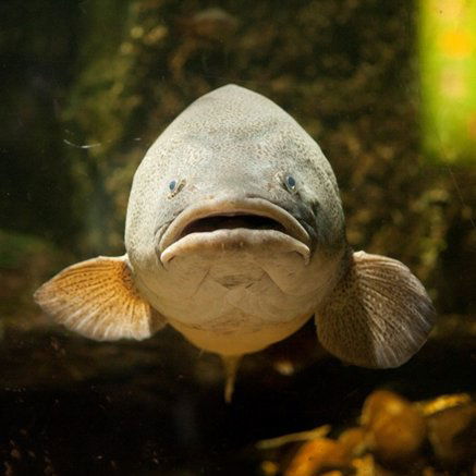 Melbourne Aquarium - Hotel WA 5
